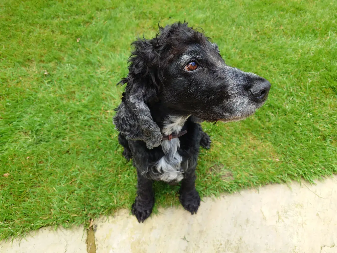 Sony-Xperia-1-V-camera-samples-dog